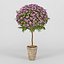 Leptospermum