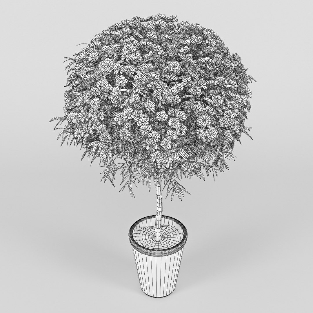 leptospermum 3d model https://p.turbosquid.com/ts-thumb/zn/1GB10z/UQqJyL4s/rend5/jpg/1434743018/1920x1080/fit_q87/129e2e1ef11cf53b2a3e4cb9728198be5b17f054/rend5.jpg