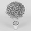 Leptospermum