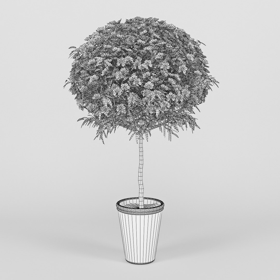 leptospermum 3d model https://p.turbosquid.com/ts-thumb/zn/1GB10z/ZhrrmwBb/rend3/jpg/1434743018/1920x1080/fit_q87/b92c6f174355be8cac8e3db649c039991058f52f/rend3.jpg