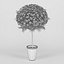 Leptospermum