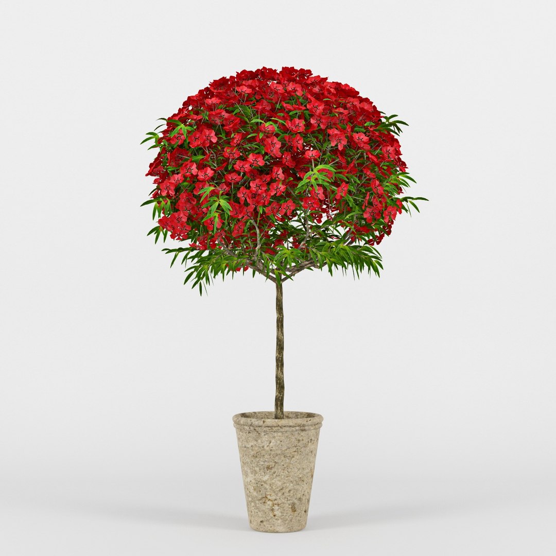 leptospermum 3d model https://p.turbosquid.com/ts-thumb/zn/1GB10z/cx6y9Cy2/rend4/jpg/1434743018/1920x1080/fit_q87/858512aaf685e512e0ae7e17b80750b933ebeb32/rend4.jpg
