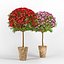 Leptospermum