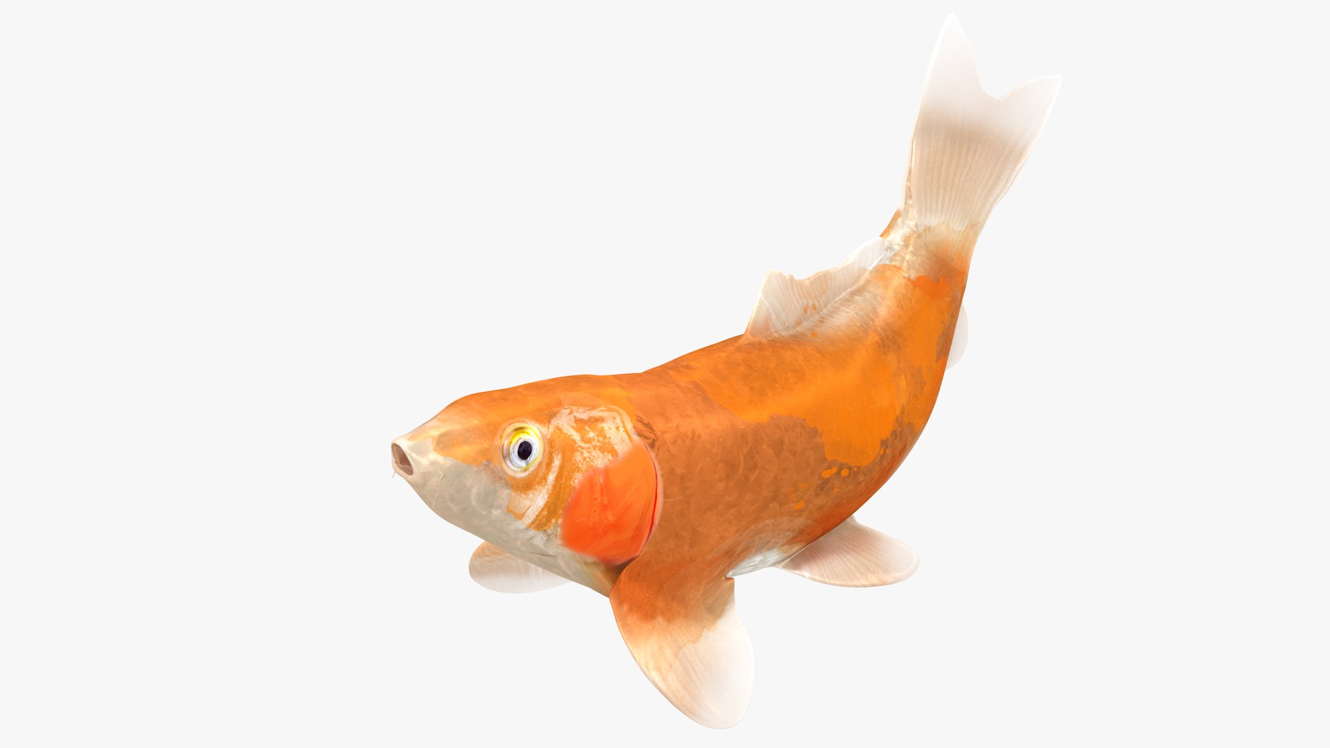 Japanese Carp Fish Rigged L1708 3D model https://p.turbosquid.com/ts-thumb/zn/1swZg6/4C/02_0003/png/1658011968/1920x1080/fit_q87/37f046514ab332e3009a9212ccf0830e689675ab/02_0003.jpg