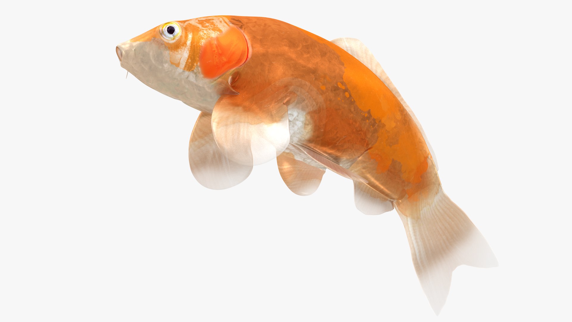 Japanese Carp Fish Rigged L1708 3D model https://p.turbosquid.com/ts-thumb/zn/1swZg6/YU/32_i30_0003/png/1658012004/1920x1080/fit_q87/28c0daf5875b1df5da469fbed2203b14a2e590bf/32_i30_0003.jpg