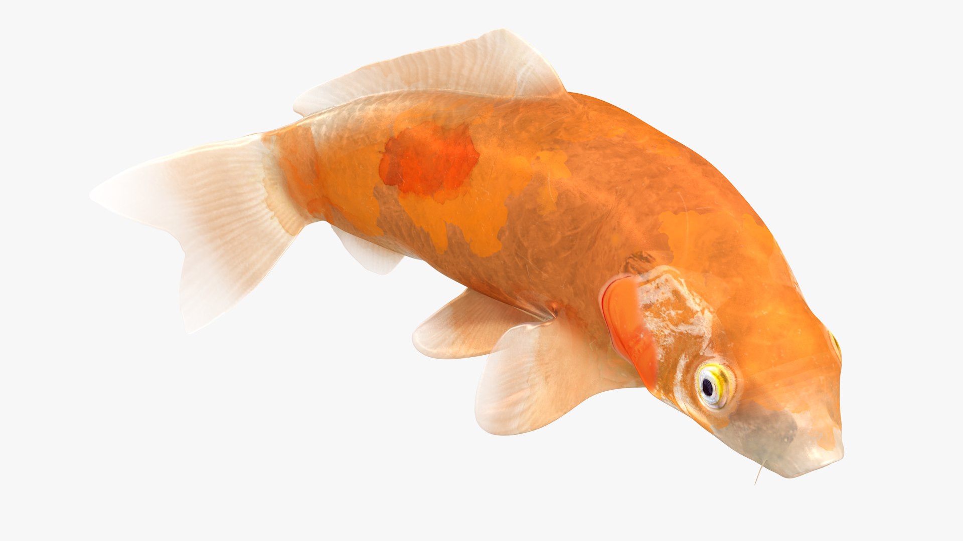 Japanese Carp Fish Rigged L1708 3D model https://p.turbosquid.com/ts-thumb/zn/1swZg6/pG/23_i21_0003/png/1658011997/1920x1080/fit_q87/466c816ff4f445a18dc6fa087a0af13c17c84a51/23_i21_0003.jpg