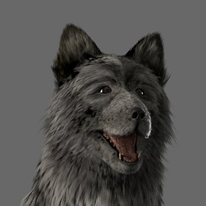 Wolf Dog with Fur