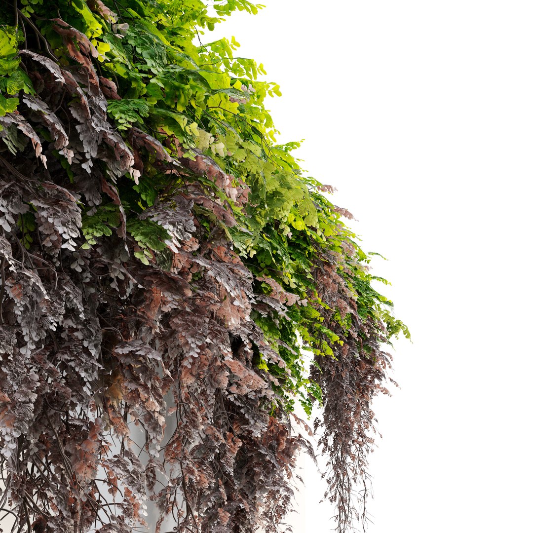 Hanging Plant 39 3D https://p.turbosquid.com/ts-thumb/zn/9S3WFB/Xy/preview5qftjk/jpg/1678948469/1920x1080/fit_q87/dda5dc4b5624050044d21b6d99ed1bae67be8fdd/preview5qftjk.jpg