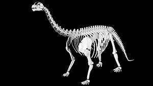 Dinosaur skeleton
