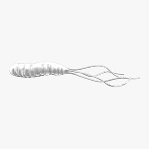 Helicobacter Pylori Bacteria