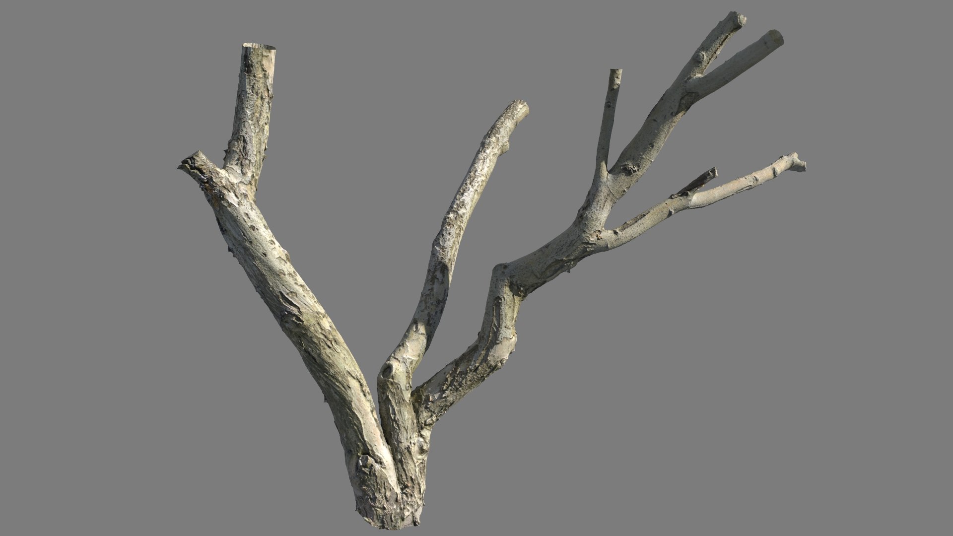 3D model Scanned Tree Trunks Collection Forest and Fruit Trees https://p.turbosquid.com/ts-thumb/zn/FJVG2c/00/tree_trunk_05_context/jpg/1692789224/1920x1080/fit_q87/743bce4f88905c278754adeaa12ca68088459c9e/tree_trunk_05_context.jpg