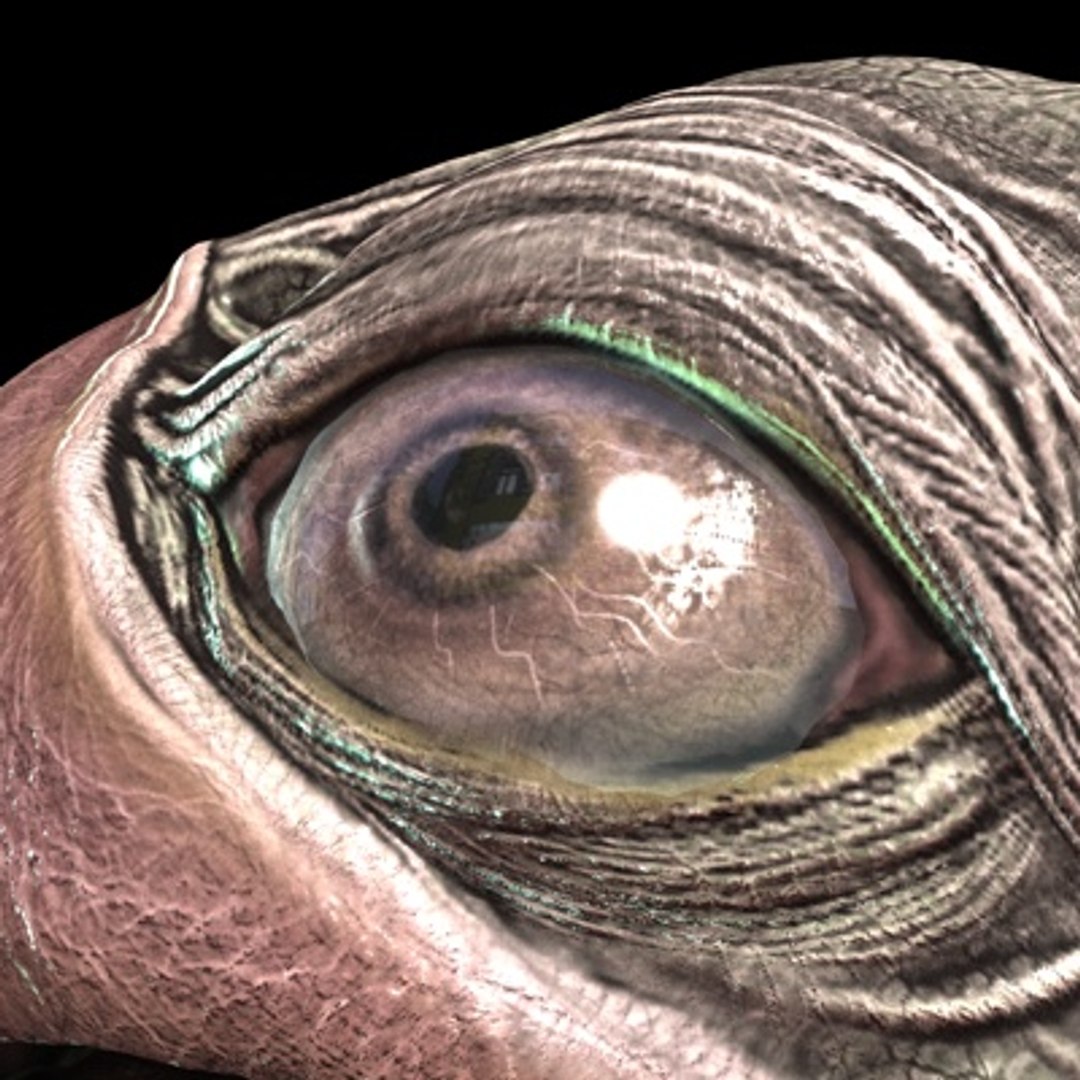 snapper 4 0 3d model https://p.turbosquid.com/ts-thumb/zn/NvEhMk/CtEp4P0K/snapper03b/jpg/1282204177/1920x1080/fit_q87/b720e899ac4c8dbeb146133bdb8d60e5d9250b39/snapper03b.jpg