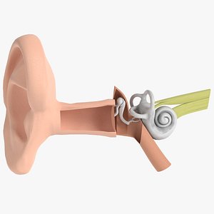 3d pbr uv-textured human ear model
