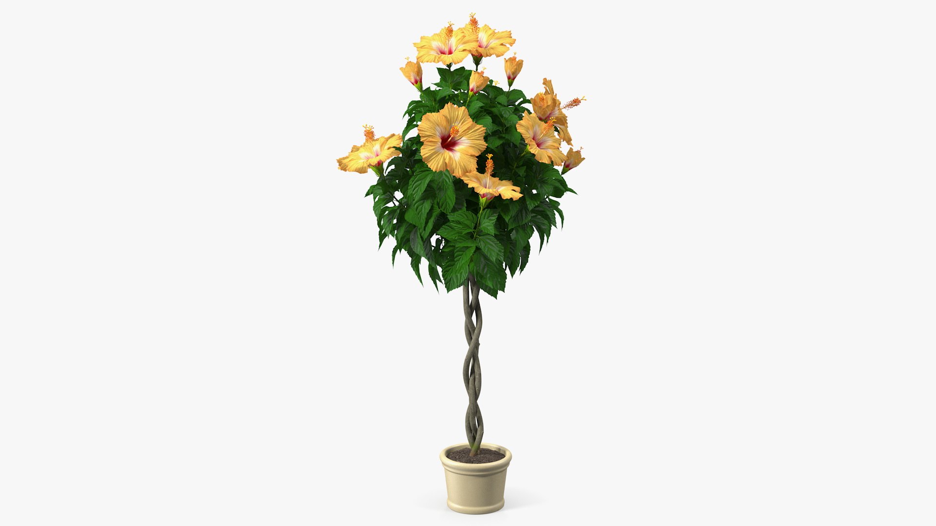 Triple Twist Braided Hibiscus Orange 3D model preview