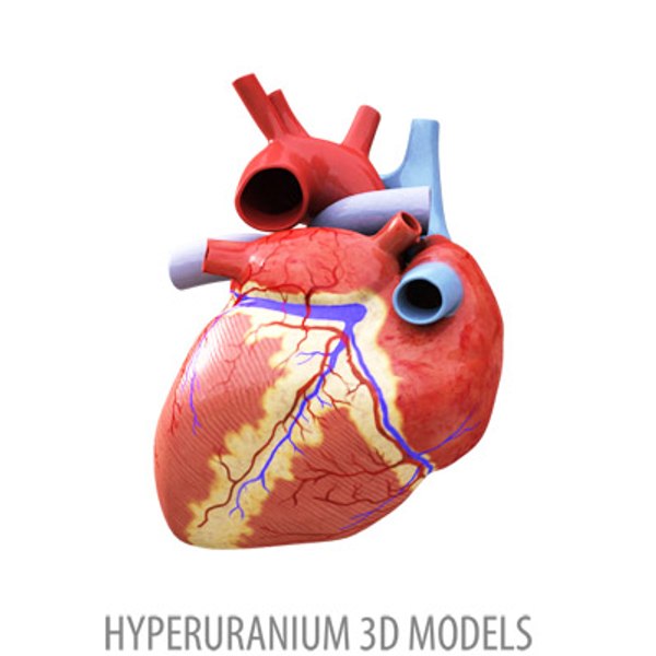 human heart obj