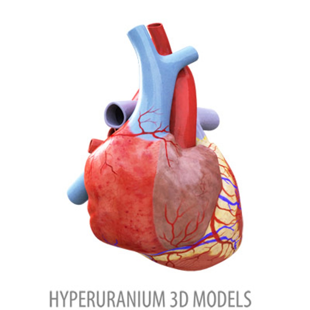 Human Heart Obj