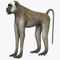 Vervet