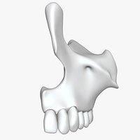 Maxilla with Teeth