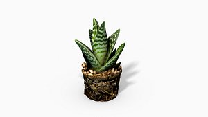 gasteria cactus plant 3D