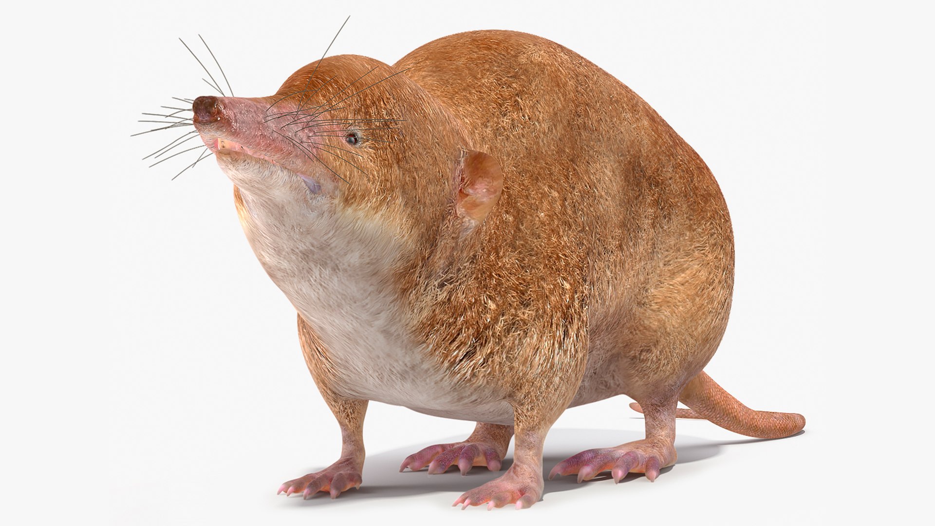 Eulipotyphla Idle Pose 3D model preview