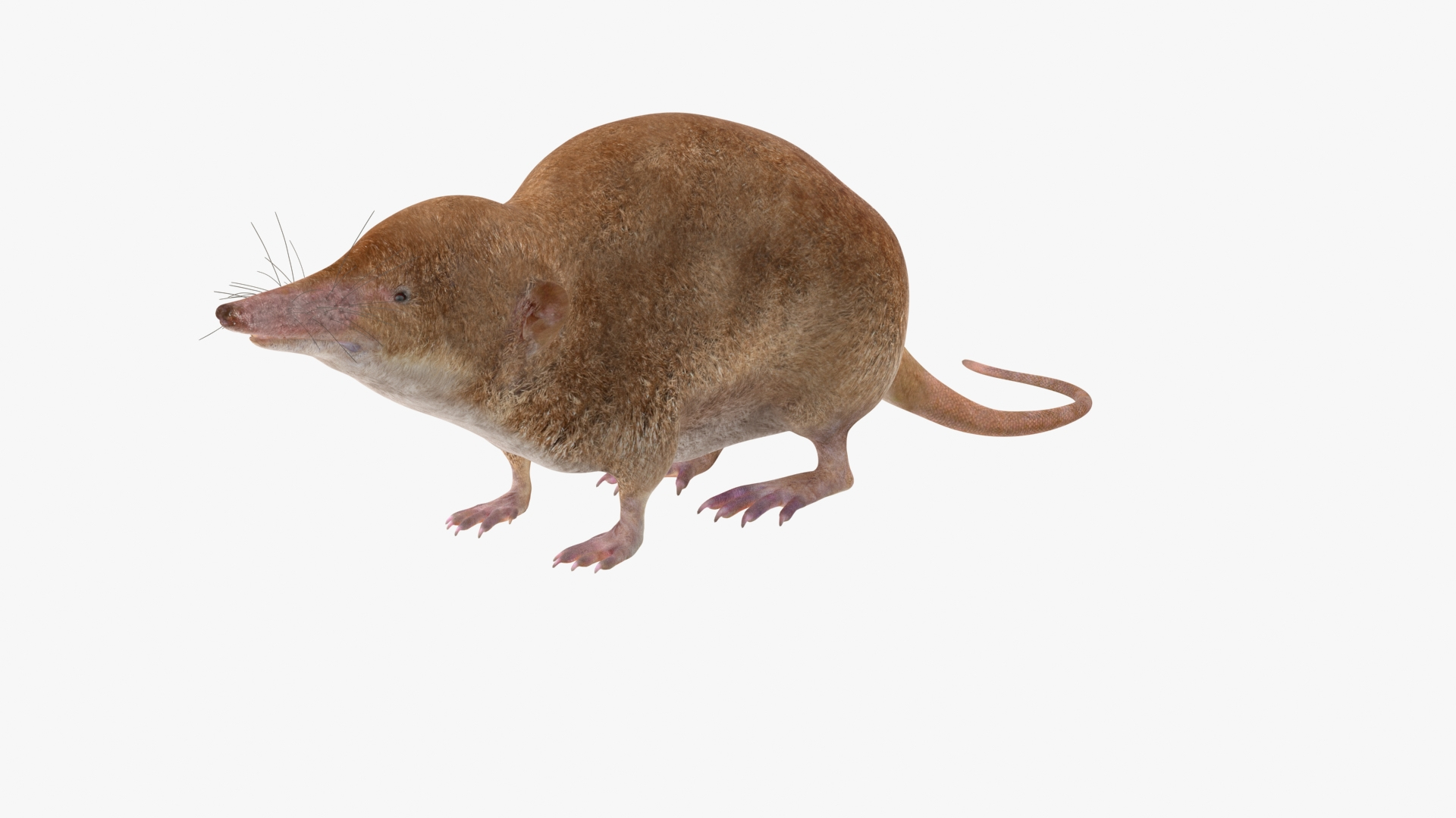 Eulipotyphla Idle Pose Model TurboSquid 2164132