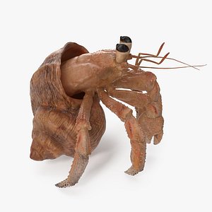 hermit crab standing pose 3D
