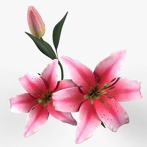3D Stargazer Lilies model