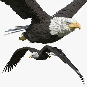 Bald Eagle Flying Animated Rigged For Blender model