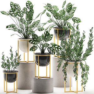 ornamental plants pots interior 3D model