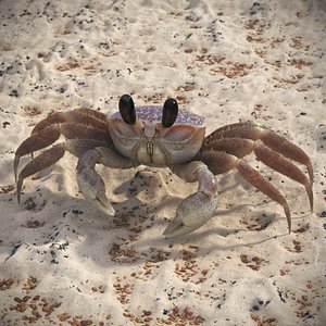 Coastal Burrowing Crab Pink Beige Fur for Maya 3D model
