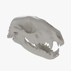 3D Raccoon skull scan model
