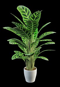 prayer plants calathea