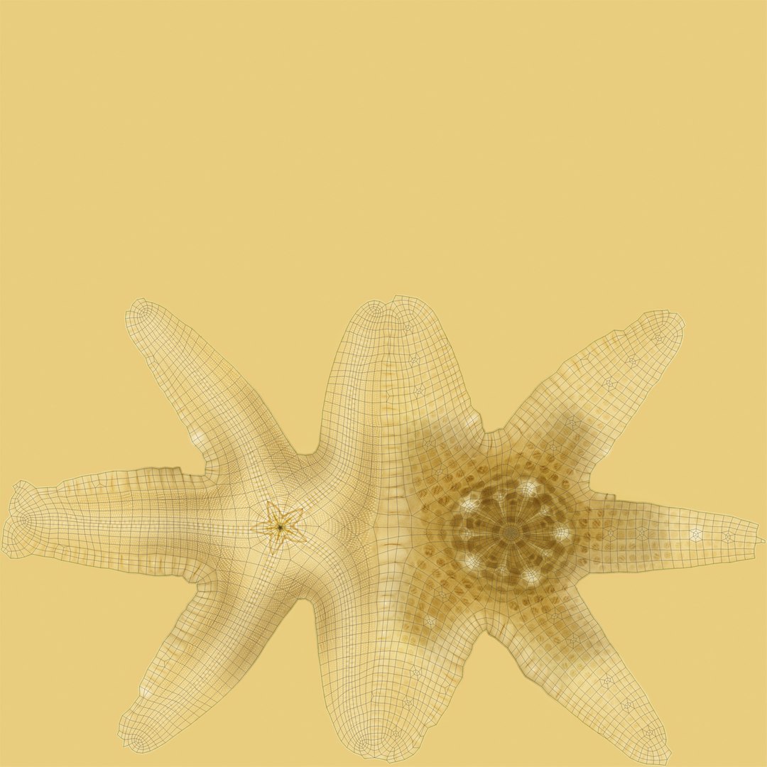sea star 3d max https://p.turbosquid.com/ts-thumb/zo/qvccYm/010yju60/seastar_3/jpg/1395278326/1920x1080/fit_q87/dde8d647743382cc6b3b4ffa868bee064511b478/seastar_3.jpg