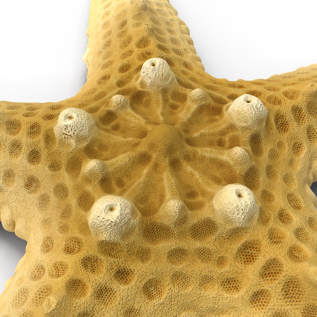 sea star 3d max https://p.turbosquid.com/ts-thumb/zo/qvccYm/5o8MnQST/seastar_9/jpg/1395278372/1920x1080/fit_q87/a068a21af3838c4fd9539097a78e562c28eba046/seastar_9.jpg