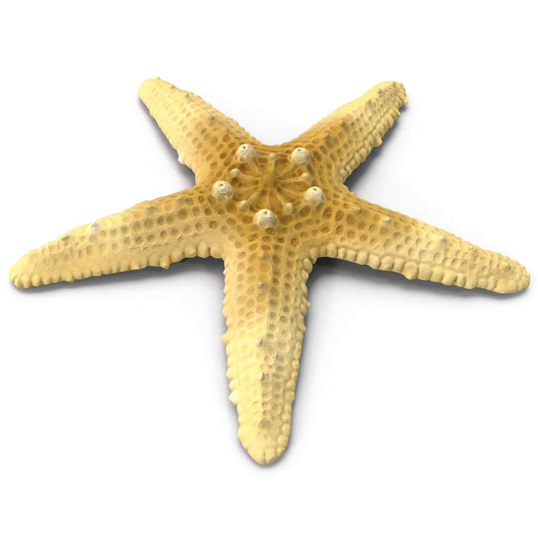 sea star 3d max https://p.turbosquid.com/ts-thumb/zo/qvccYm/8fHLlPAB/seastar_6/jpg/1395278350/1920x1080/fit_q87/0e18665572c7d3c1eedb8cb4bd20d6d17a410096/seastar_6.jpg