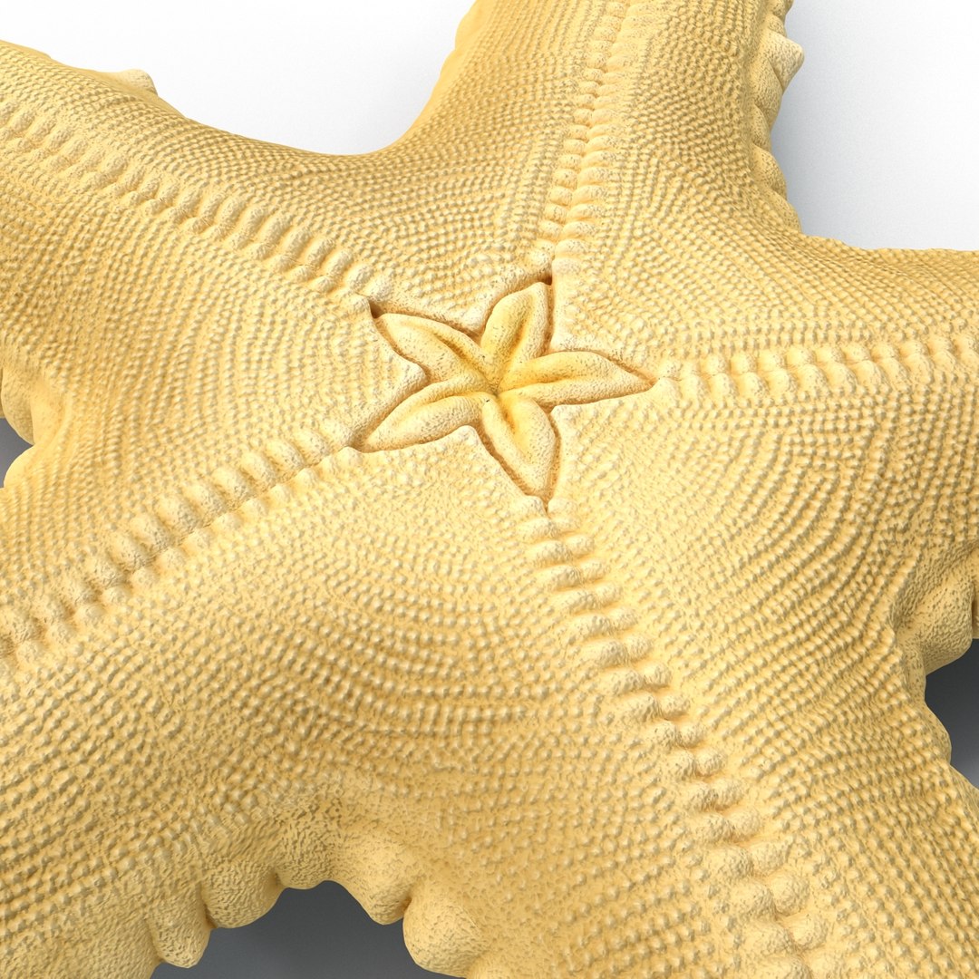 sea star 3d max https://p.turbosquid.com/ts-thumb/zo/qvccYm/YABGILSA/seastar_12/jpg/1395278394/1920x1080/fit_q87/6dd937fa1d806579d56d6465772ab2be8ba14599/seastar_12.jpg