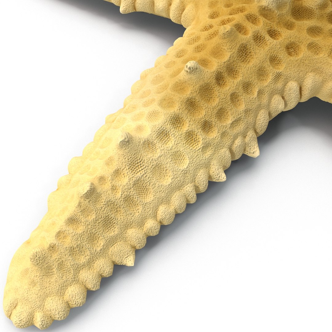sea star 3d max https://p.turbosquid.com/ts-thumb/zo/qvccYm/oXeebLNi/seastar_10/jpg/1395278378/1920x1080/fit_q87/20cc87c0a5263ca72bb1f9e70950c5a6fe8b46b6/seastar_10.jpg