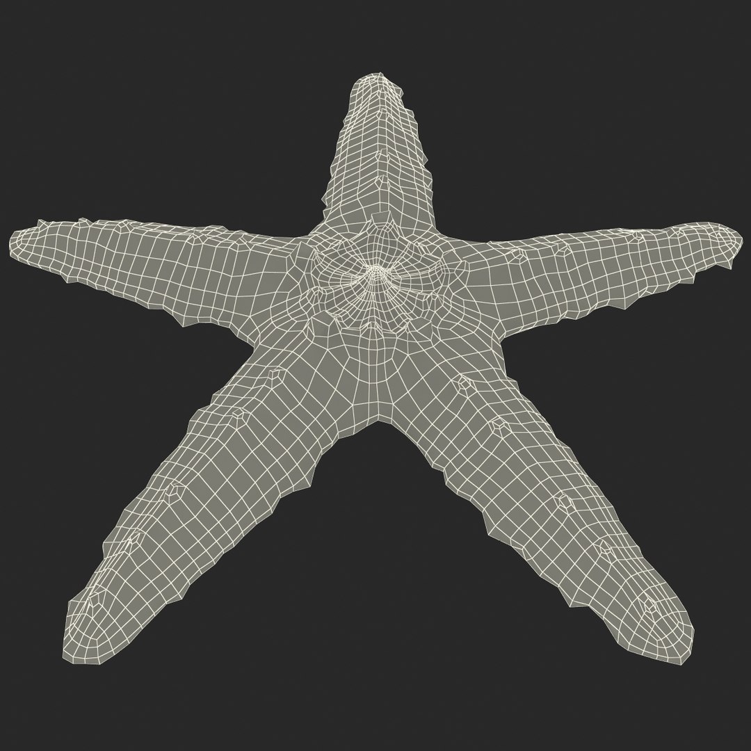 sea star 3d max https://p.turbosquid.com/ts-thumb/zo/qvccYm/q9hOvngp/seastar_14/jpg/1395278410/1920x1080/fit_q87/cc2a206d5d253668213ffb9780c138c64b2635ca/seastar_14.jpg
