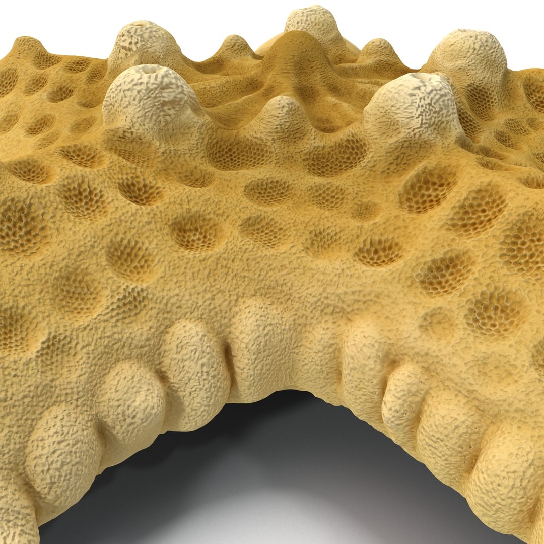 sea star 3d max https://p.turbosquid.com/ts-thumb/zo/qvccYm/utl4yeGv/seastar_11/jpg/1395278386/1920x1080/fit_q87/4e06c83bd9e96baad948cfc7c432c6fe66c160c4/seastar_11.jpg