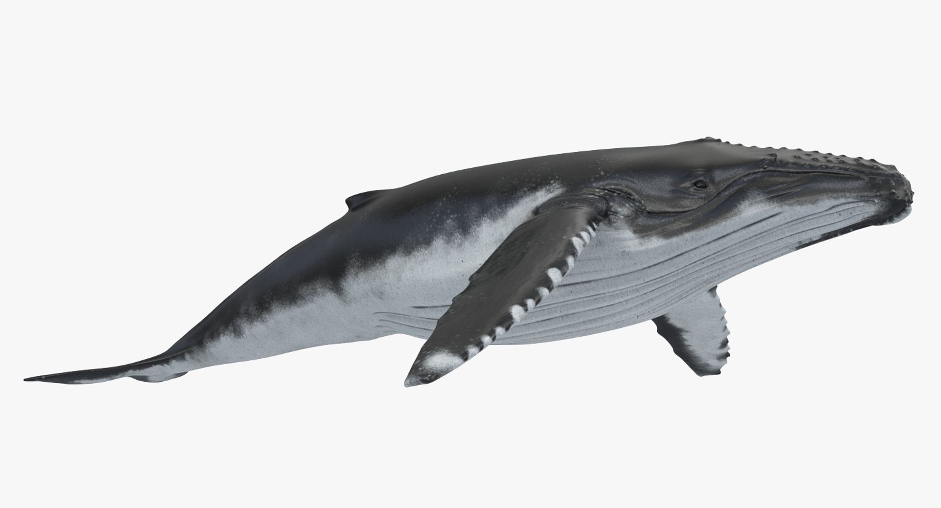 Humpback Whale 3D model preview
