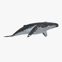 Humpback Whale