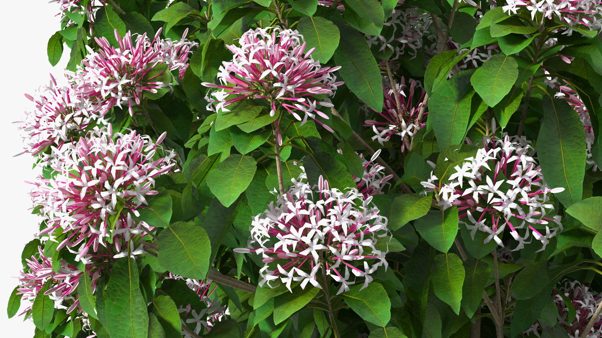 Bushes Collection 8 3D model https://p.turbosquid.com/ts-thumb/zp/4HtFkf/03/bushescollection83dmodel085/jpg/1690790725/1920x1080/fit_q87/fba0e8659b466c517fd544fb9044672339f1a200/bushescollection83dmodel085.jpg