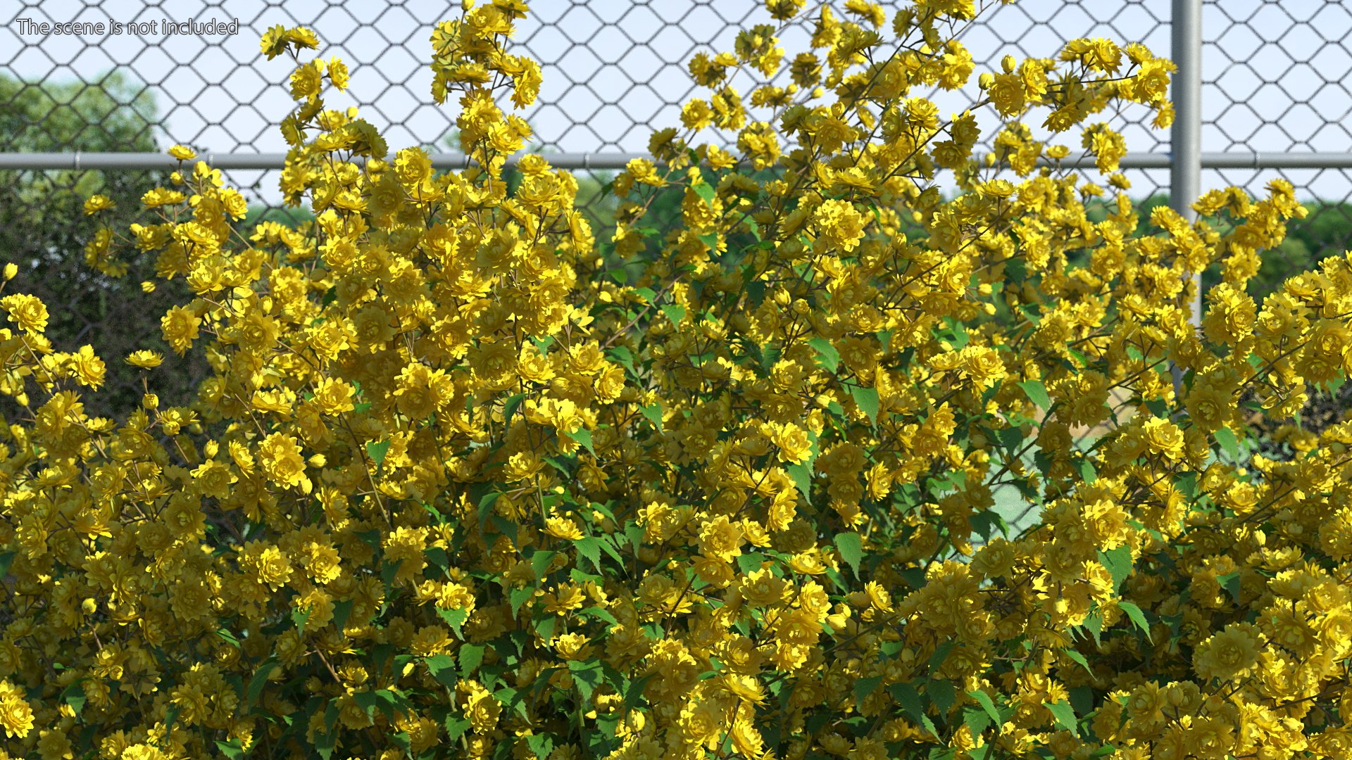 Bushes Collection 8 3D model https://p.turbosquid.com/ts-thumb/zp/4HtFkf/1E/bushescollection83dmodel013/jpg/1690790405/1920x1080/fit_q87/629c5d507253f04a9b5a502bd8e1f907ac084d98/bushescollection83dmodel013.jpg