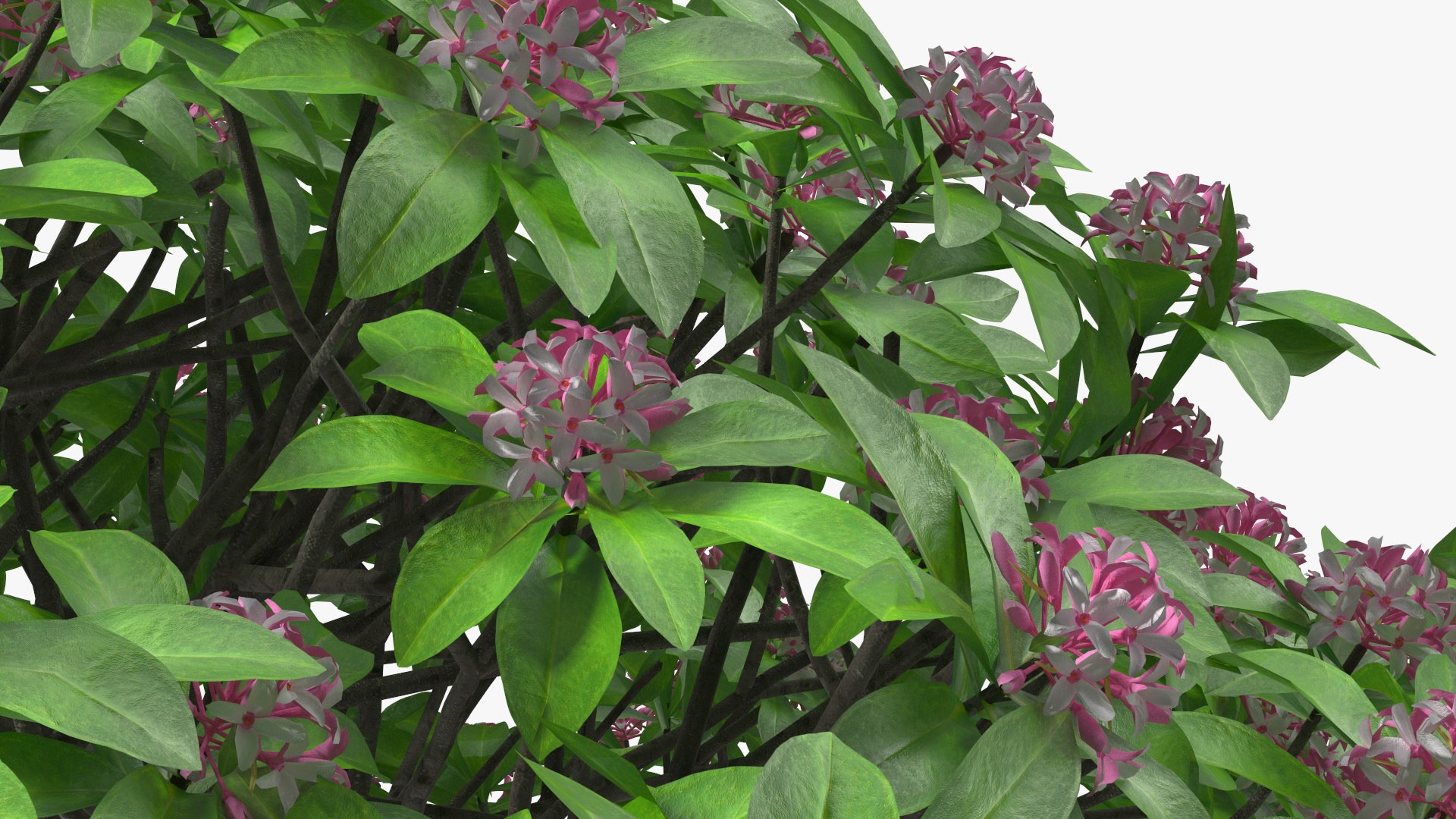 Bushes Collection 8 3D model https://p.turbosquid.com/ts-thumb/zp/4HtFkf/1J/bushescollection83dmodel045/jpg/1690790544/1920x1080/fit_q87/2ffe66680bd1d514dc0cec10d2b388058b043b2f/bushescollection83dmodel045.jpg