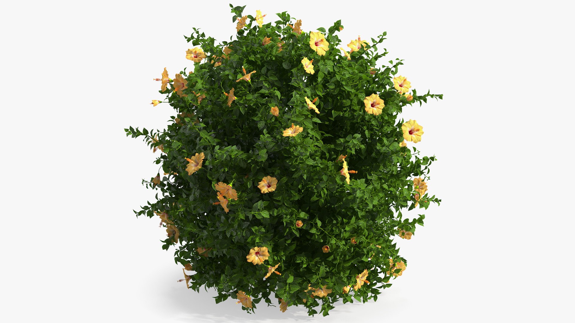 Bushes Collection 8 3D model https://p.turbosquid.com/ts-thumb/zp/4HtFkf/2J/bushescollection83dmodel009/jpg/1690790388/1920x1080/fit_q87/1c7abbce95dc0fb94ef029da66f297699963d534/bushescollection83dmodel009.jpg