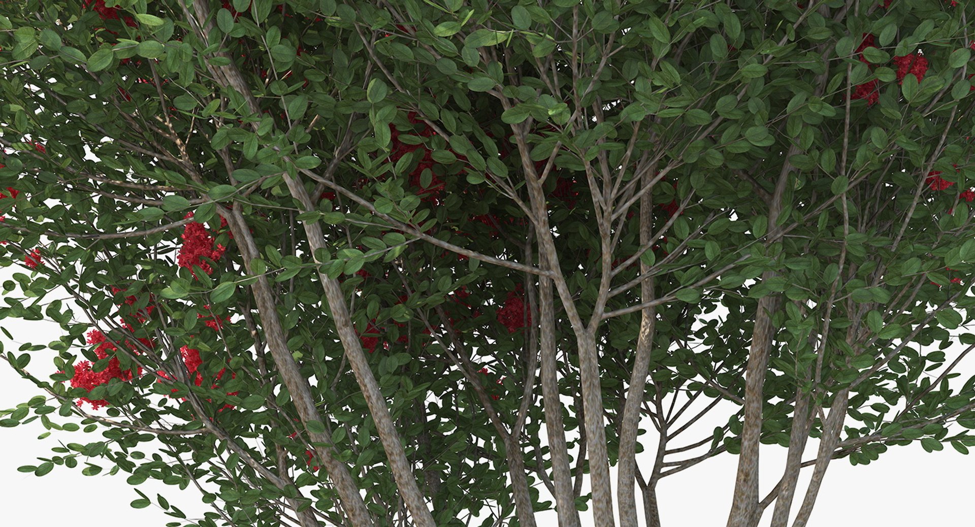 Bushes Collection 8 3D model https://p.turbosquid.com/ts-thumb/zp/4HtFkf/5y/bushescollection83dmodel035/jpg/1690790506/1920x1080/fit_q87/13845b0c0c5aeaf7ccd489dad451e1deda3bd77d/bushescollection83dmodel035.jpg