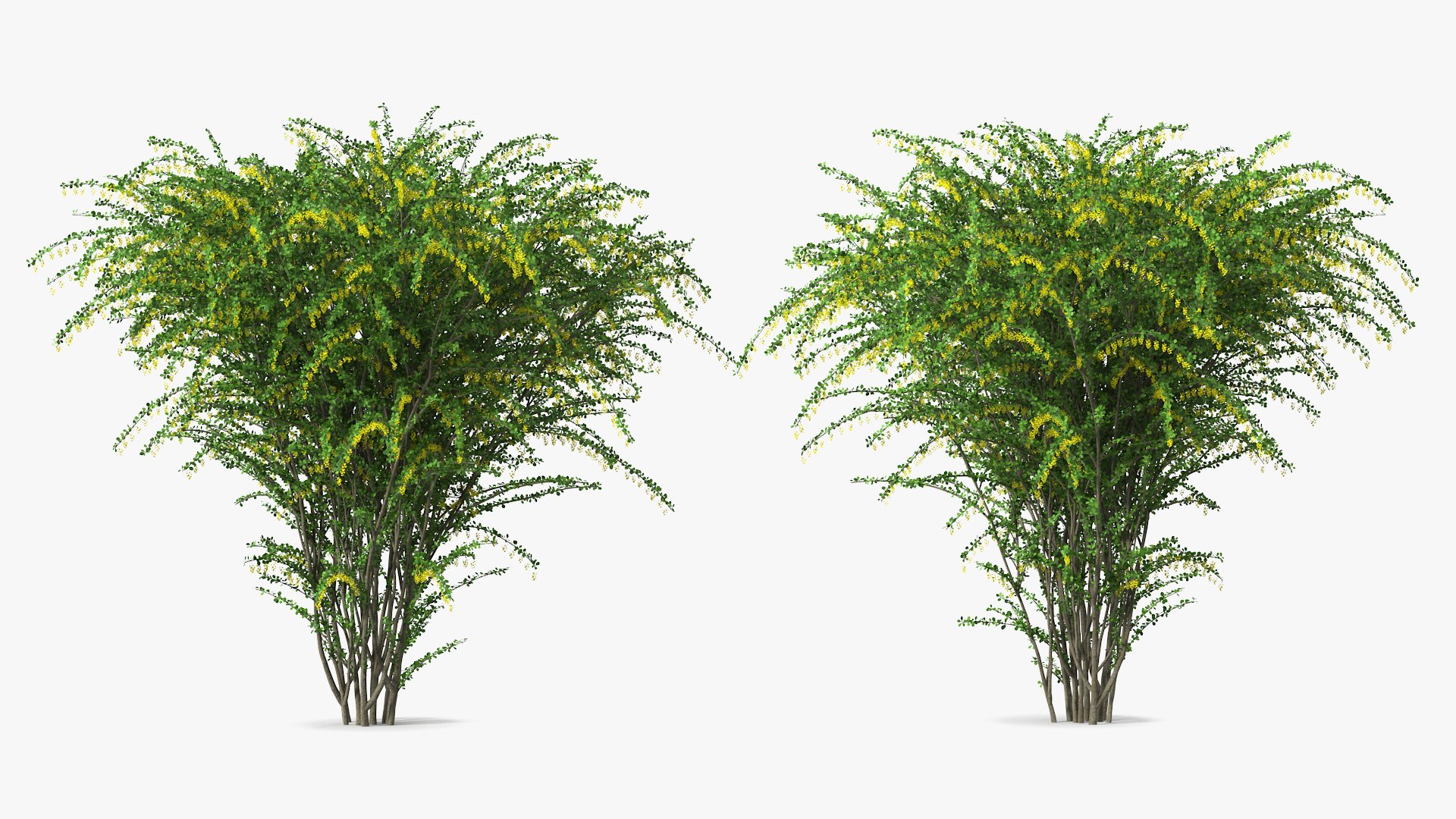 Bushes Collection 8 3D model https://p.turbosquid.com/ts-thumb/zp/4HtFkf/BF/bushescollection83dmodel091/jpg/1690790751/1920x1080/fit_q87/77afa4c7541c9b7deece7e16dfc441b783ed8bf5/bushescollection83dmodel091.jpg