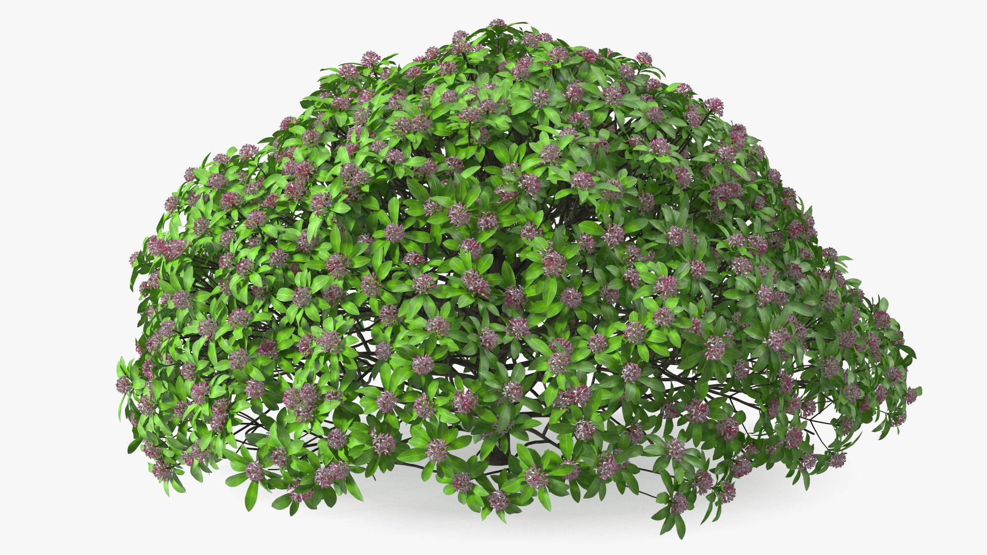 Bushes Collection 8 3D model https://p.turbosquid.com/ts-thumb/zp/4HtFkf/By/bushescollection83dmodel043/jpg/1690790536/1920x1080/fit_q87/cca6f1d7b4e3dc2b0624f8158d001775785c8ef3/bushescollection83dmodel043.jpg