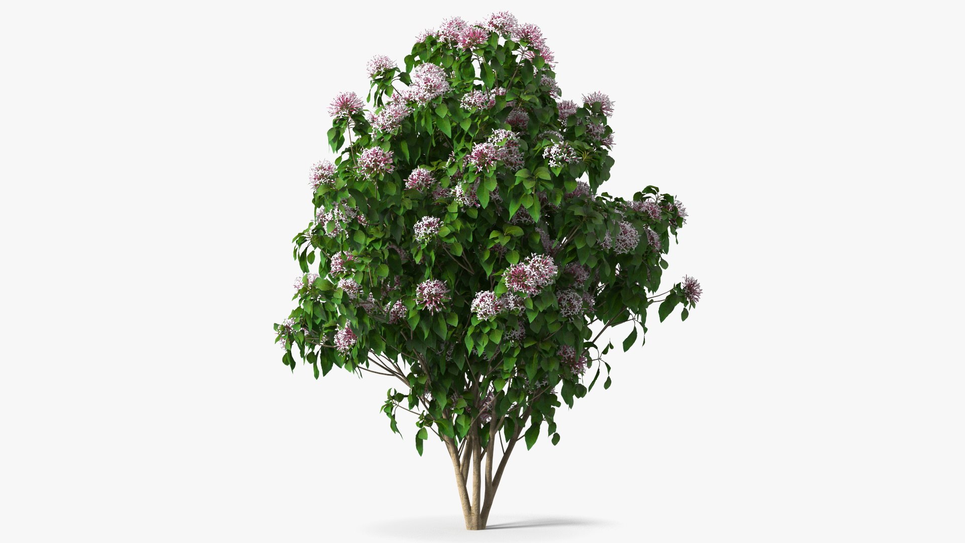 Bushes Collection 8 3D model https://p.turbosquid.com/ts-thumb/zp/4HtFkf/Go/bushescollection83dmodel079/jpg/1690790697/1920x1080/fit_q87/cc42108e456768f5bf856153d8a31be387a083d5/bushescollection83dmodel079.jpg