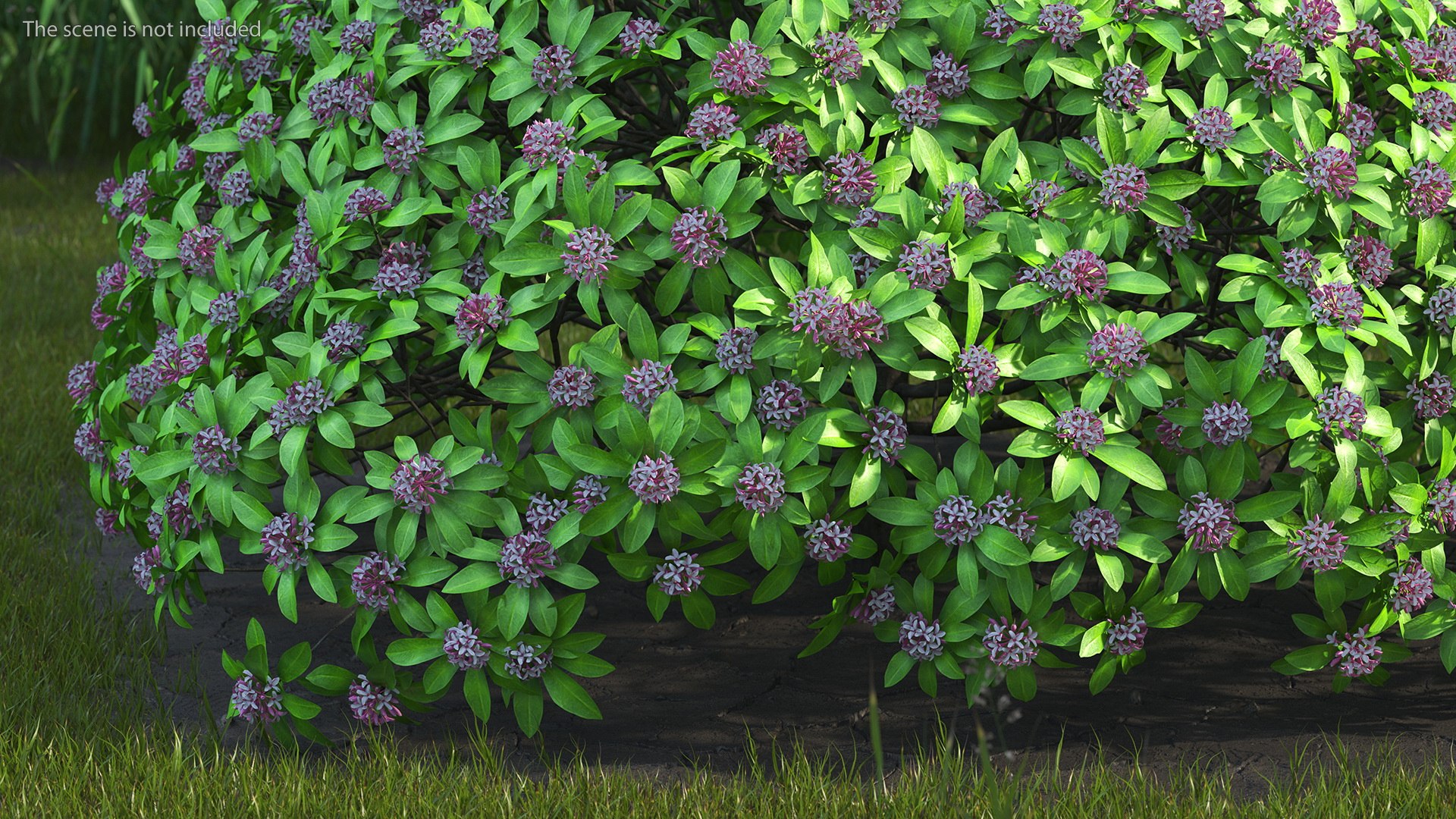 Bushes Collection 8 3D model https://p.turbosquid.com/ts-thumb/zp/4HtFkf/IH/bushescollection83dmodel038/jpg/1690790518/1920x1080/fit_q87/31e2b1e63d38f30897760151a5c7898828a2d685/bushescollection83dmodel038.jpg